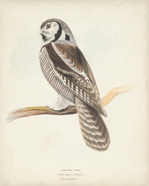 Canada Owl