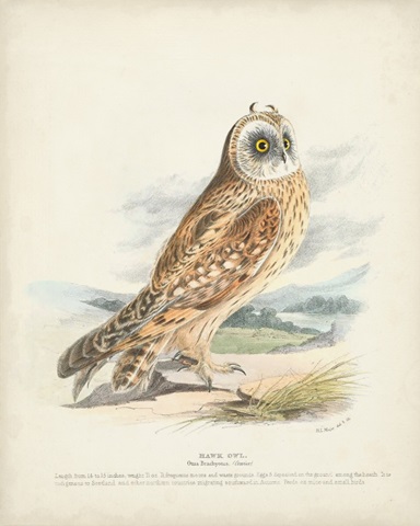 Hawk Owl