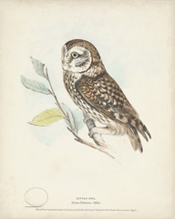 Little Owl