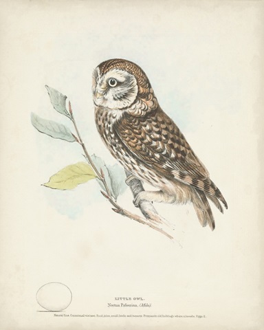 Little Owl