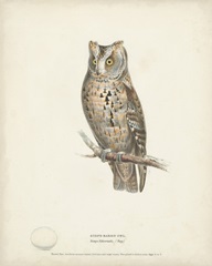 Scops- Eared Owl