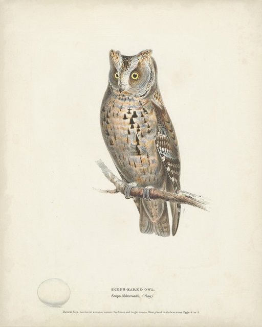 Scops- Eared Owl