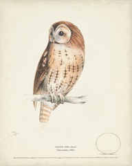 Tawny Owl