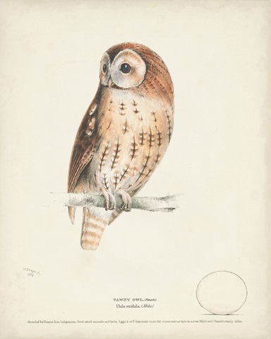 Tawny Owl