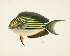 Tropical Fish Collection I