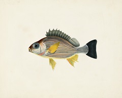 Tropical Fish Collection III