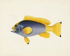 Tropical Fish Collection V