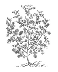 B&W Plant Specimen I