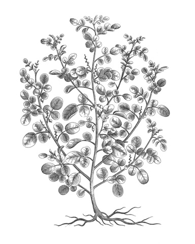 B&W Plant Specimen I
