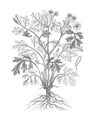 B&W Plant Specimen II
