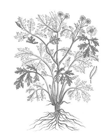 B&W Plant Specimen II