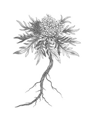 B&W Plant Specimen III