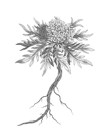 B&W Plant Specimen III