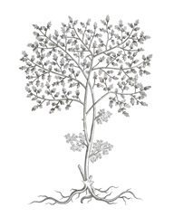 B&W Plant Specimen IV