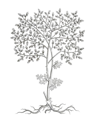 B&W Plant Specimen IV