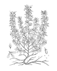 B&W Plant Specimen V