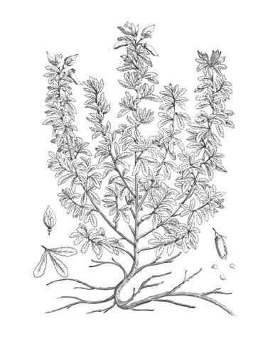 B&W Plant Specimen V