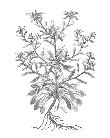 B&W Plant Specimen VI