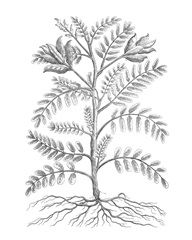 B&W Plant Specimen IX