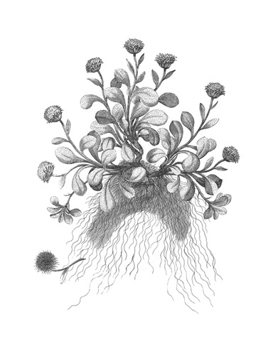 B&W Plant Specimen VII