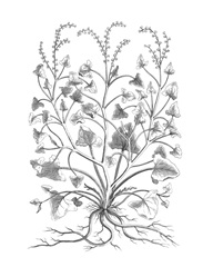 B&W Plant Specimen VIII
