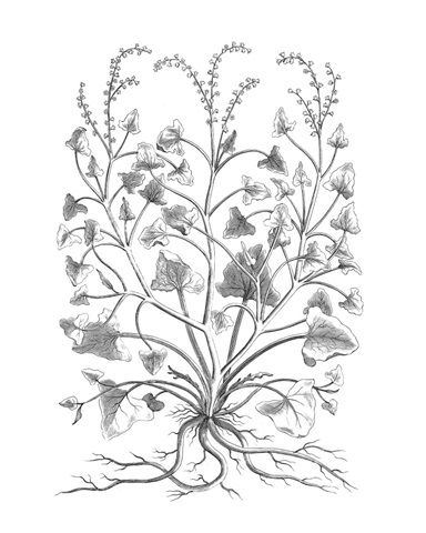 B&W Plant Specimen VIII