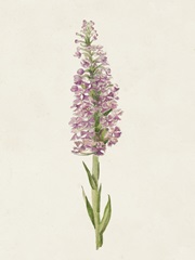 Mauve Garden Flowers I