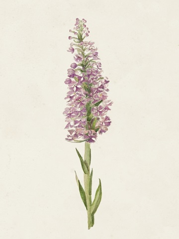 Mauve Garden Flowers I