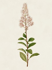 Mauve Garden Flowers II