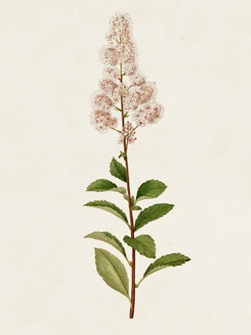 Mauve Garden Flowers II