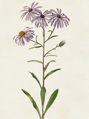 Mauve Garden Flowers III