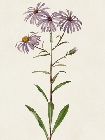 Mauve Garden Flowers III