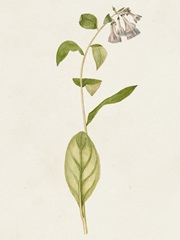 Mauve Garden Flowers IV