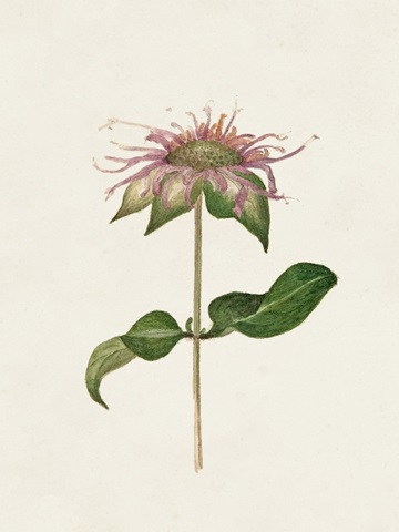 Mauve Garden Flowers V