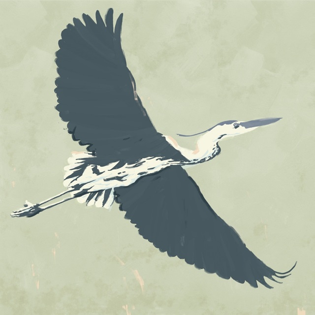 Heron Flying I