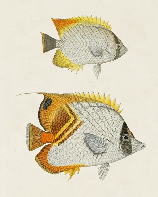 Yellow & Grey Fish I