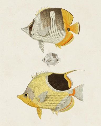 Yellow & Grey Fish II