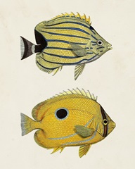 Yellow & Grey Fish III