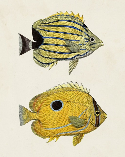 Yellow & Grey Fish III
