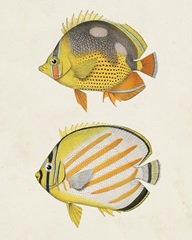 Yellow & Grey Fish IV