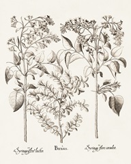 Sepia Besler Botanicals I