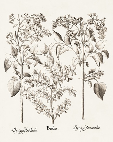Sepia Besler Botanicals I