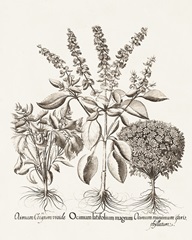 Sepia Besler Botanicals II
