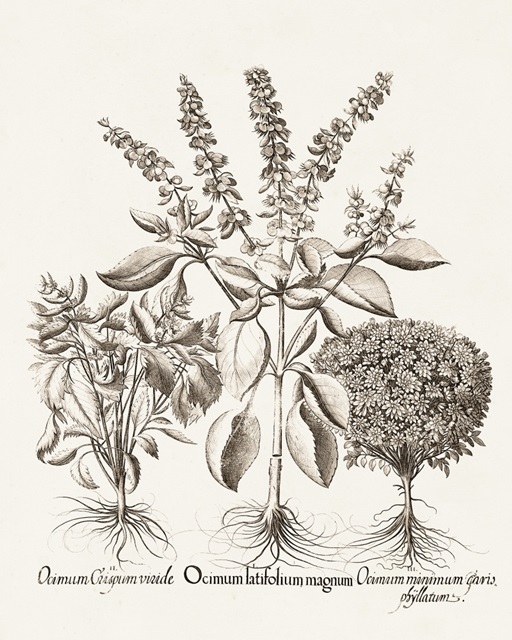 Sepia Besler Botanicals II