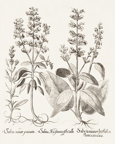 Sepia Besler Botanicals III