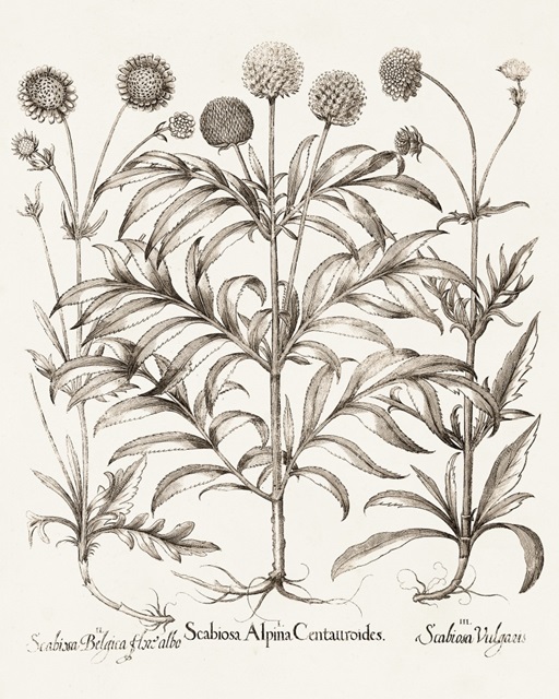 Sepia Besler Botanicals IV