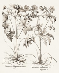 Sepia Besler Botanicals V