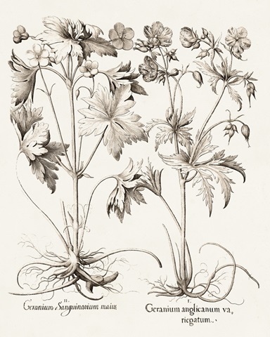Sepia Besler Botanicals V