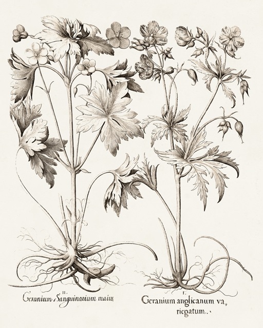 Sepia Besler Botanicals V