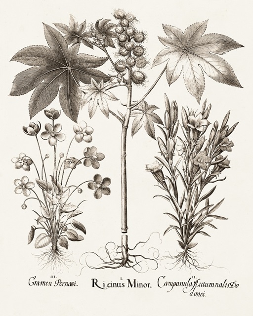 Sepia Besler Botanicals VI